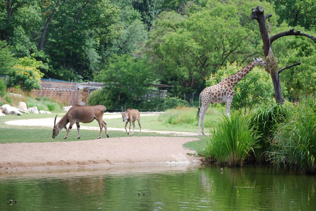 ©loisirs-parcdelateted'or.com : Zoo du parc de la Tête d'Or